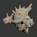 Natural Spiral Conch Shell Of Aquatic Marine Animal With Textured Surface