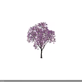 Vibrant Purple Flowering Tree With Tall Trunk And Lush Canopy Near Person Silhouette