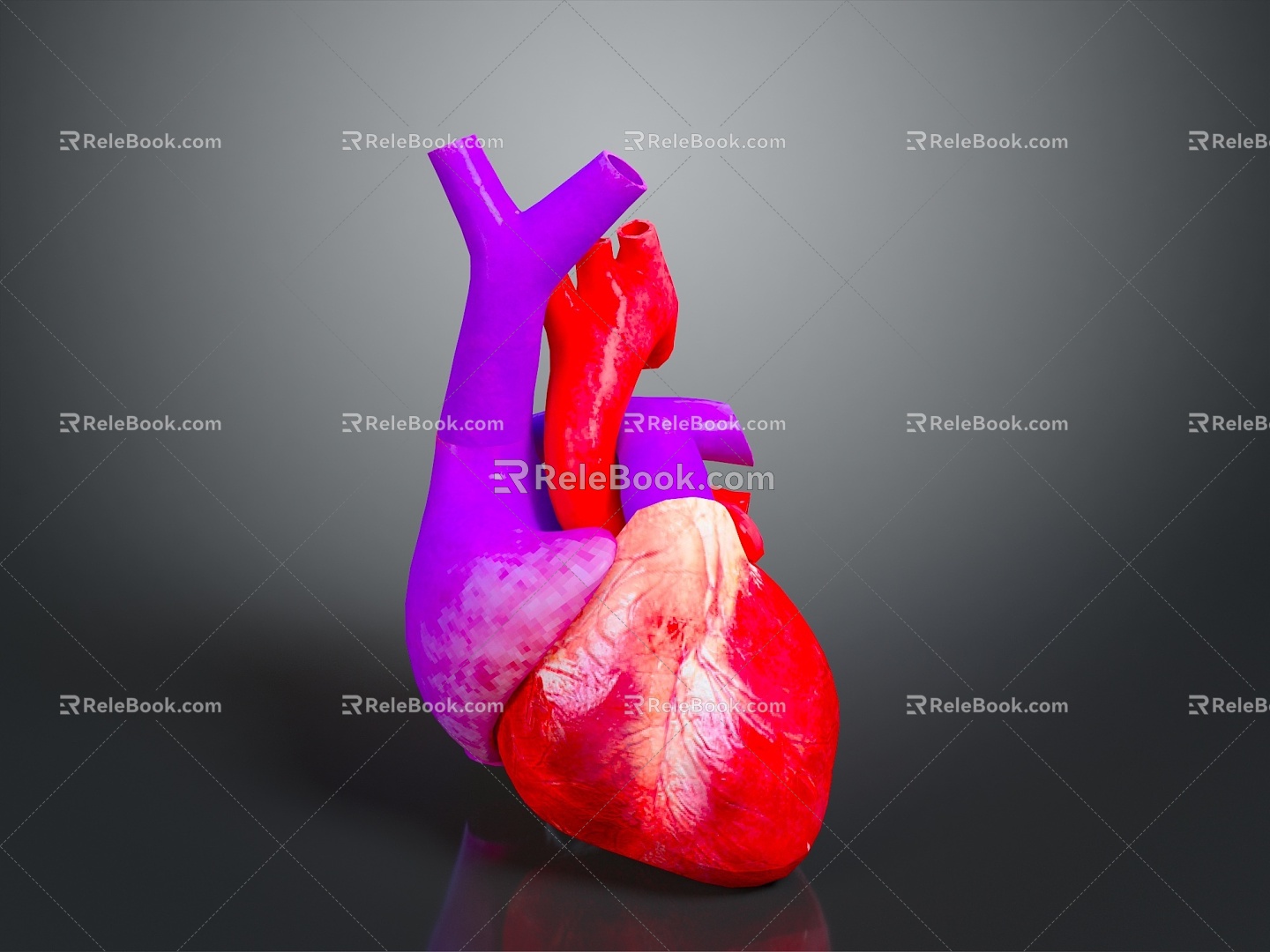 Heart Heart Human Heart Heart Anatomical Organs Human Organs Human Body 3d model