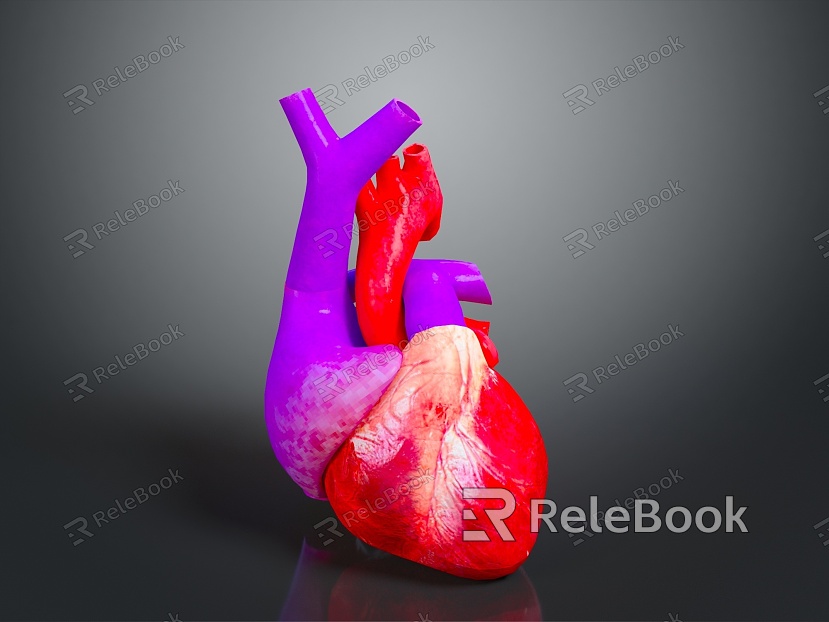 Heart Heart Human Heart Heart Anatomical Organs Human Organs Human Body model