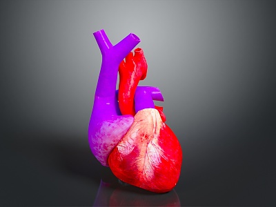 Heart Human Heart Anatomical Organs Human Organs Human Body model