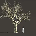 Tall Leafless Tree With Thick Trunk Detailed Branches And Standing Person