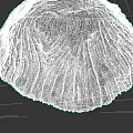 White Fan Like Coral Structure In Underwater Marine Life Environment