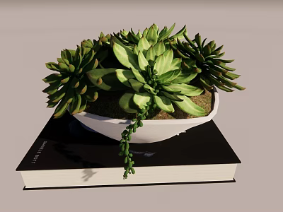 Green Succulent Bonsai Potted Plant in White Bowl Pot on Black Book 3d model