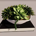 Green Succulent Bonsai Potted Plant in White Bowl Pot on Black Book