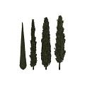 Tall Conical Evergreen Arbor Collection With Lush Green Foliage And Upright Shapes