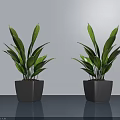 Two Bonsai Potted Plants in Gray Square Pots On Smooth Countertop With Light Gray Wall