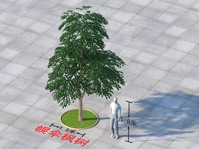 Circular Tree Pit With 8 Meters Tall Heteropanax Fragrans And Square Pavement Tiles 3d model