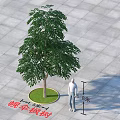 Circular Tree Pit With 8 Meters Tall Heteropanax Fragrans And Square Pavement Tiles