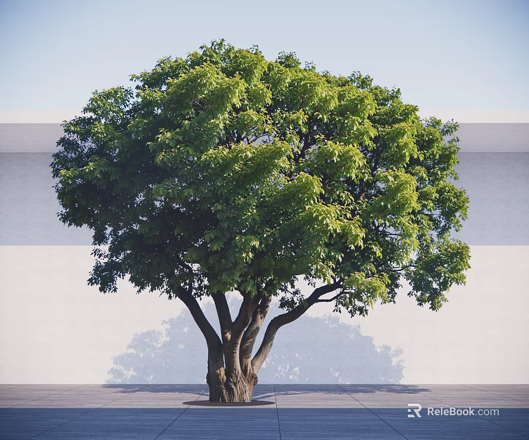 Arbor With Thick Trunk Multiple Branches And Lush Green Leaves Against White Wall 3d model 