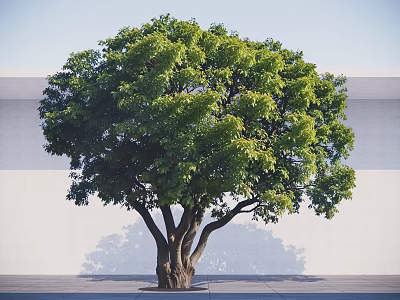 Arbor With Thick Trunk Multiple Branches And Lush Green Leaves Against White Wall 3d model