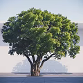 Arbor With Thick Trunk Multiple Branches And Lush Green Leaves Against White Wall
