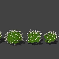 Lush Garden Shrubs With White Flowers And Green Leaves In Multiple Views