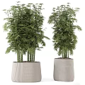 Bamboo Bonsai Potted Plants in Light Textured Pots with Lush Green Leaves