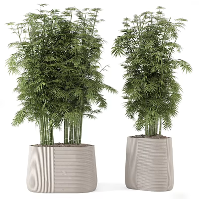 Bamboo Bonsai Potted Plants in Light Textured Pots with Lush Green Leaves 3d model