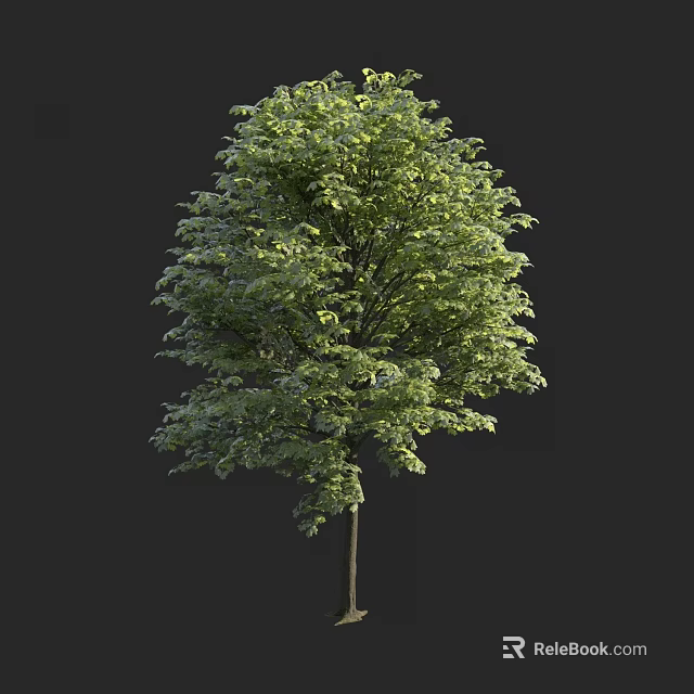 Lush Green Arbor Tree with Dense Foliage and Straight Trunk Isolated 3d model 