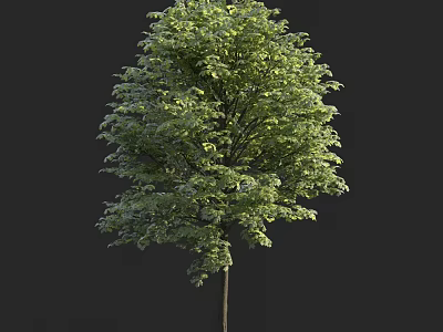 Lush Green Arbor Tree with Dense Foliage and Straight Trunk Isolated 3d model