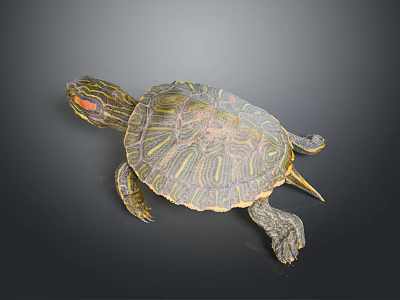 Striking Reptile Turtle With Patterned Shell And Red Head Markings 3d model