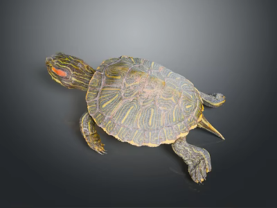 Turtle Tortoise Brazilian Tortoise Cartoon Tortoise Snapping Turtle Chickpedo Reptile Cold Blooded Animal Reptile 3d model