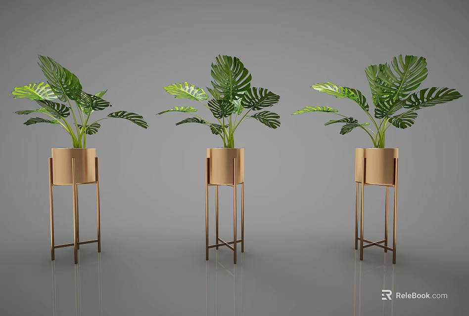 Monstera Bonsai Plants In Gold Metal Stands For Indoor Decorative 3d model 