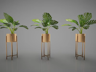 Monstera Bonsai Plants In Gold Metal Stands For Indoor Decorative 3d model
