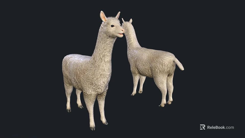 Realistic Llama Models Showing Front And Back Views With Soft Fur Texture 3d model 
