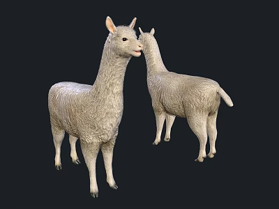 Realistic Llama Models Showing Front And Back Views With Soft Fur Texture 3d model