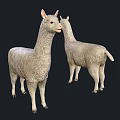 Realistic Llama Models Showing Front And Back Views With Soft Fur Texture 3d model