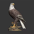 Eagle Sculpture Standing On Rock Base With White Head Brown Body White Tail 3d model