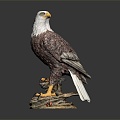 Modern Eagle Carving 3d model