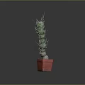 Red Potted Cactus Plant With Green Segmented Stems And Sharp Spines On Dark Background