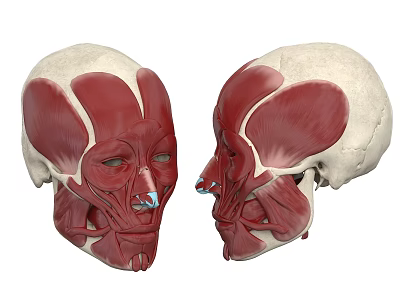 Detailed Human Head Muscular Anatomy Front And Side Views With Skull Structure Models 3d model
