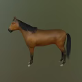 Brown Horse With Black Mane And Tail In Standing Pose On Green Background