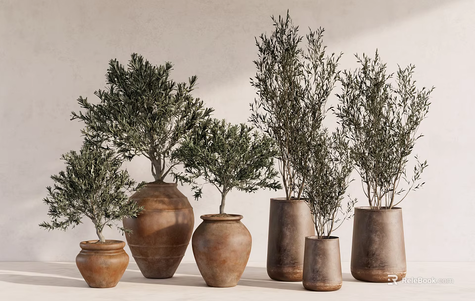 Bonsai Plants in Terracotta Pots of Various Sizes and Shapes on Light Colored Wall Background 3d model 