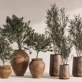 Bonsai Plants in Terracotta Pots of Various Sizes and Shapes on Light Colored Wall Background