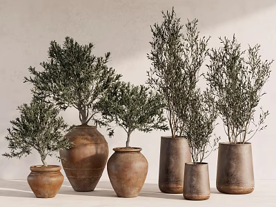 Bonsai Plants in Terracotta Pots of Various Sizes and Shapes on Light Colored Wall Background 3d model