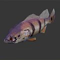 Colorful Fish With Purple Pink Black Stripes Orange Fins Large Eyes On Dark Background Reflection