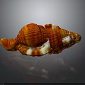 Red And White Ribbed Conch Shell With Glossy Surface On Dark Background And Reflection