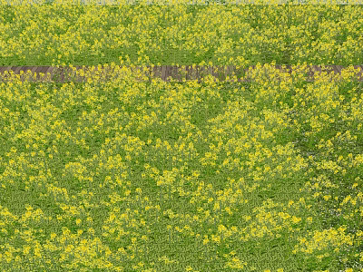 Vibrant Beautiful Yellow Blooming Flowers in Lush Green Grass Field 3d model
