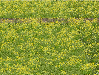 plants flowers and grass 3d model