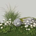 Stunning White Daisies And Yellow Blossoms With Green Grass Wheat like Plants Under Blue Sky