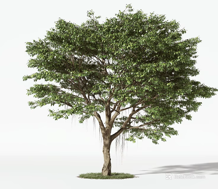 Lush Tall Arbor With Thick Trunk Green Dense Foliage And Hanging Aerial Roots 3d model 