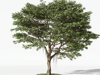 Lush Tall Arbor With Thick Trunk Green Dense Foliage And Hanging Aerial Roots 3d model