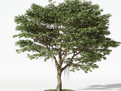 Trees Arbor 3d model