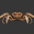 Crab With Orange Brown Body Large Claws And Long Legs On Black Reflective Surface