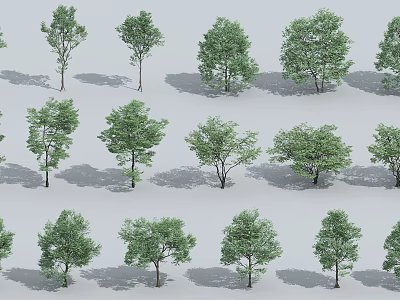 Various Types of Arbor Trees With Different Shapes and Lush Green Foliage 3d model