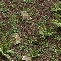 Green Herbaceous Plants Thriving With Large Round Leaves On Forest Floor