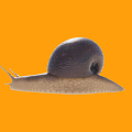 Modern Snail Snail II 3d model