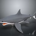 Realistic Gray Shark 3D Model With Open Mouth And Sharp Teeth 3d model