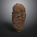 Detailed Organ Structure With Hair Like Protrusions And Natural Textured Surface